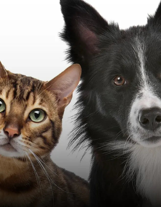 	Gato y perro juntos, representando el servicio de transporte de mascotas
