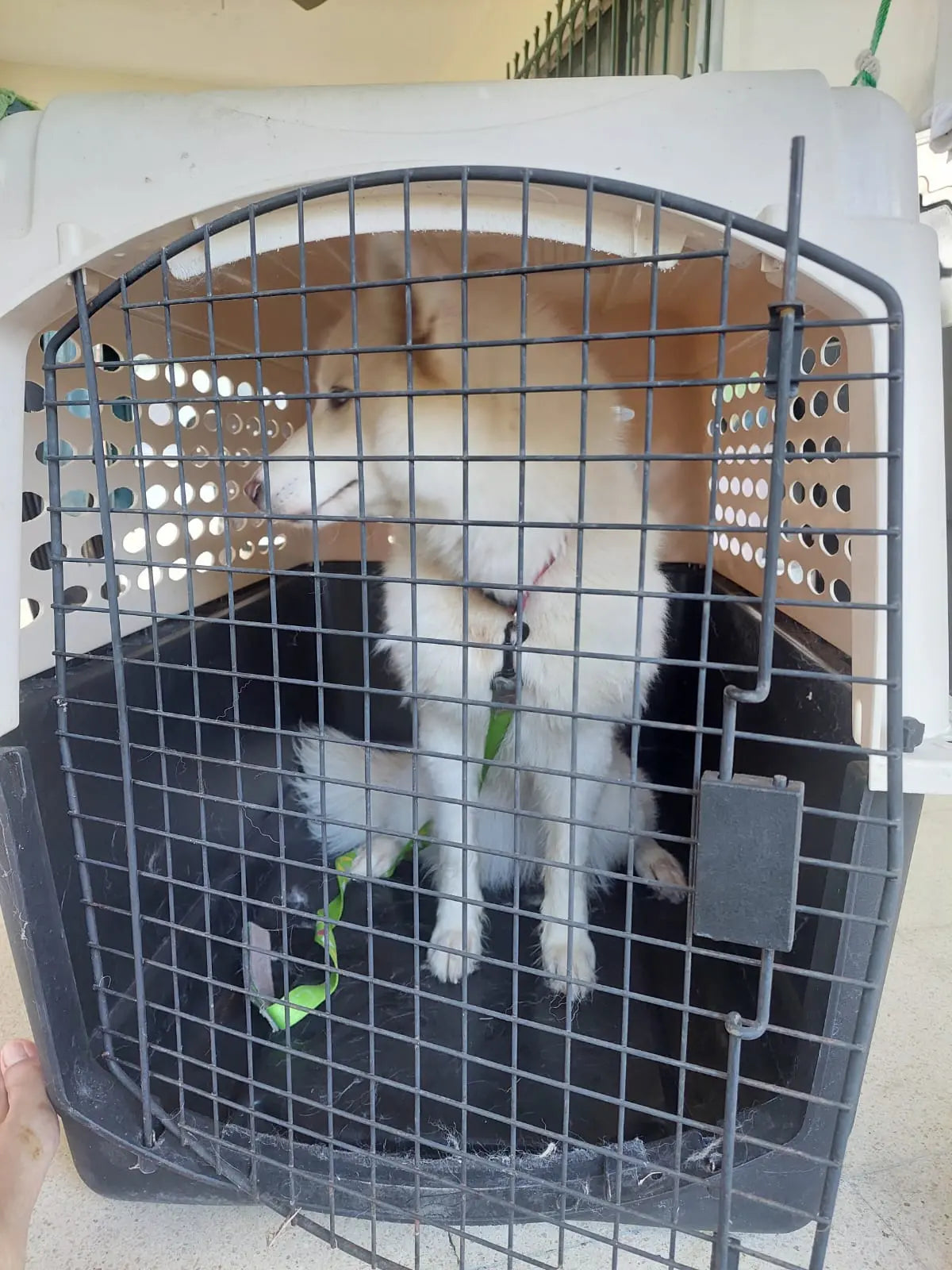 Transporte Internacional de mascotas